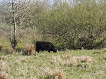 Kalkense Meersen (België)